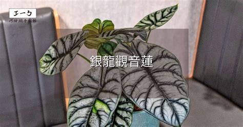 粉紅龍觀音蓮|銀龍觀音蓮完全養護手冊 專家級種植與繁殖指南 